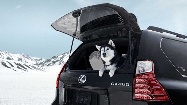 Lexus-GX460-2022-cua-hau